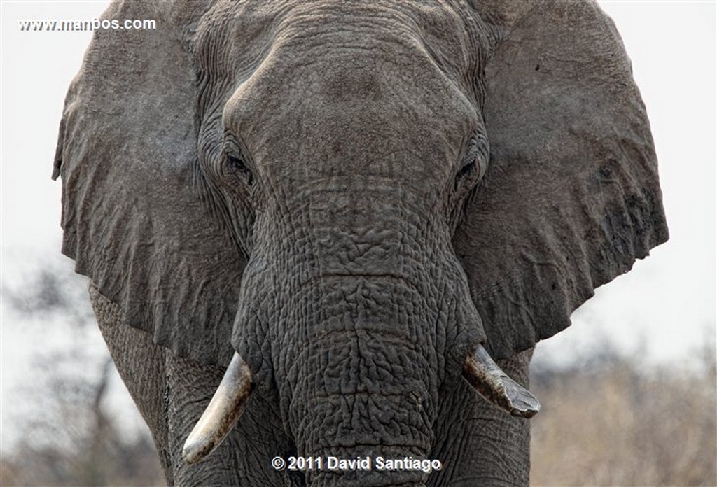 Botswana
Botswana Elefante  african Elephant  loxodonta Africana 
Botswana