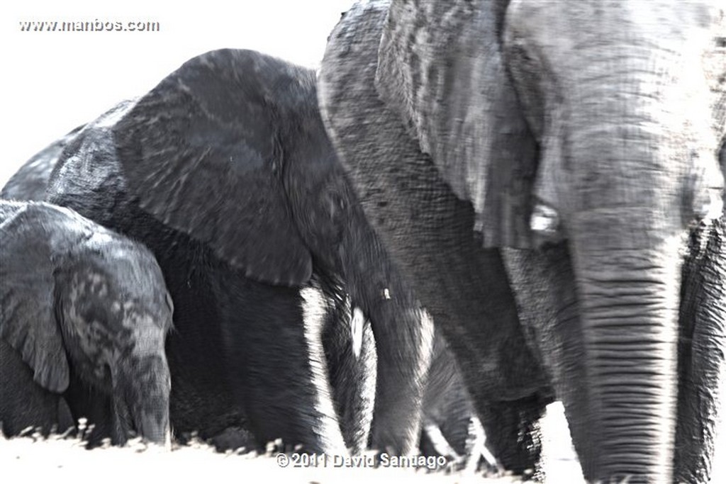 Botswana
Botswana Elefante  african Elephant  loxodonta Africana 
Botswana