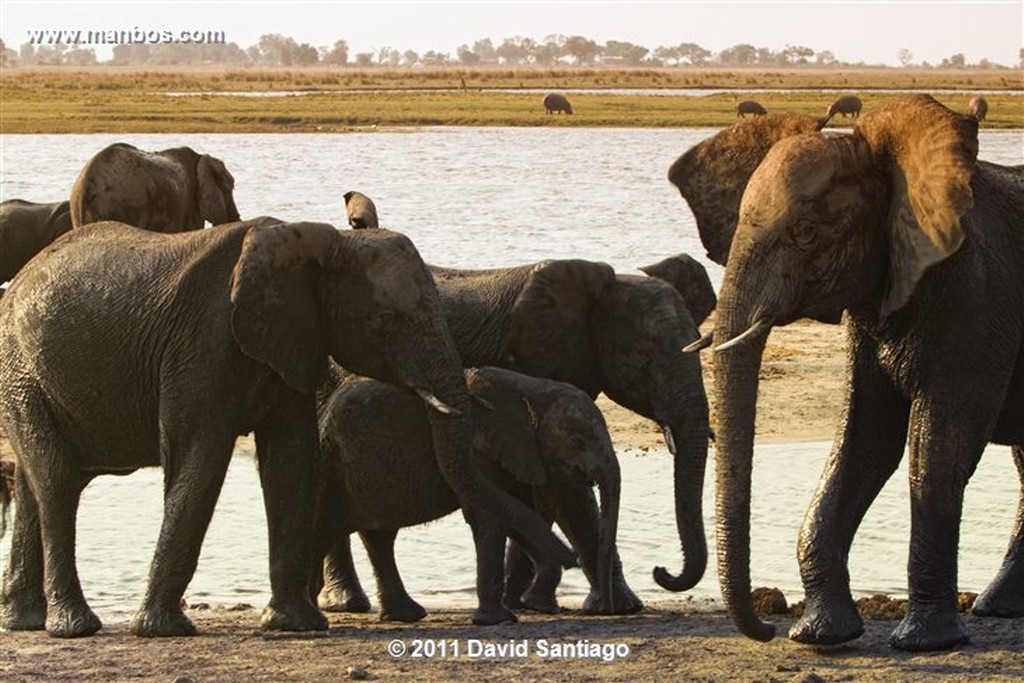 Botswana
Botswana Elefante  african Elephant  loxodonta Africana 
Botswana