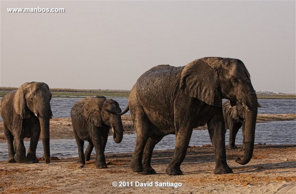 Botswana
Botswana Elefante  african Elephant  loxodonta Africana 
Botswana