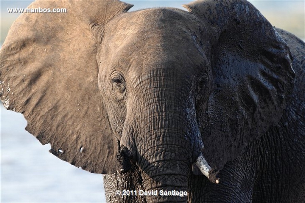 Botswana
Botswana Elefante  african Elephant  loxodonta Africana 
Botswana