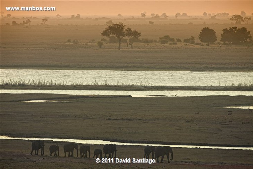 Botswana
Botswana Jirafa  giraffa Camelopardalis 
Botswana