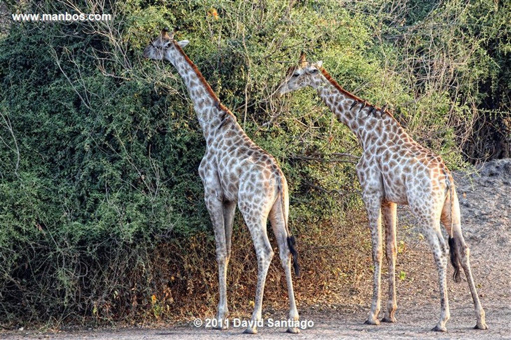 Botswana
Botswana Jirafa  giraffa Camelopardalis 
Botswana