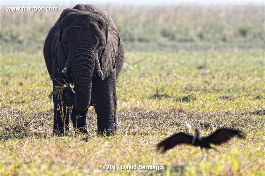 Botswana
Botswana Elefante  african Elephant  loxodonta Africana 
Botswana