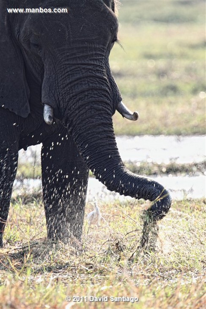 Botswana
Botswana Bufalo Africano  african Buffalo  syncerus Caffer 
Botswana