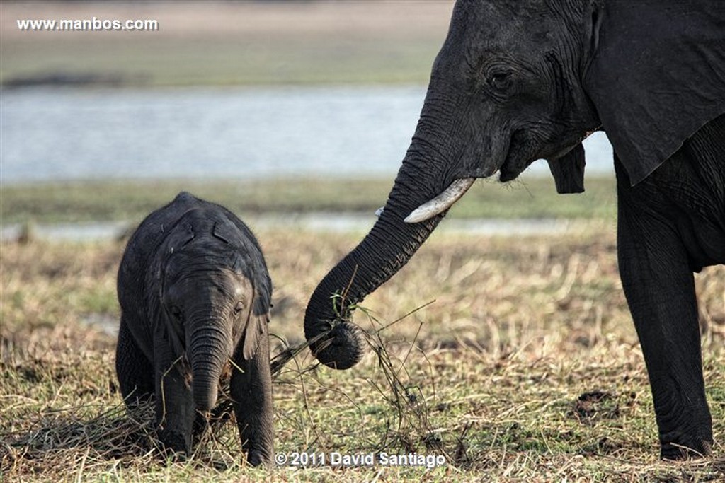 Botswana
Botswana Elefante  african Elephant  loxodonta Africana 
Botswana