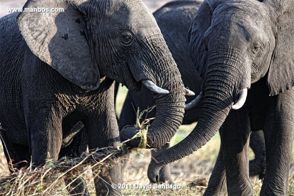 Botswana
Botswana Elefante  african Elephant  loxodonta Africana 
Botswana