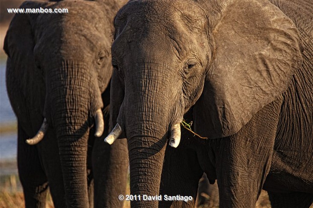 Botswana
Botswana Elefante  african Elephant  loxodonta Africana 
Botswana