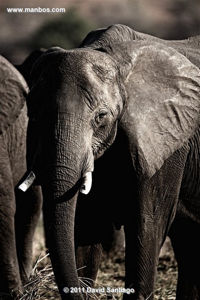 Botswana
Botswana Elefante  african Elephant  loxodonta Africana 
Botswana