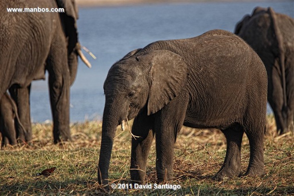 Botswana
Botswana Elefante  african Elephant  loxodonta Africana 
Botswana