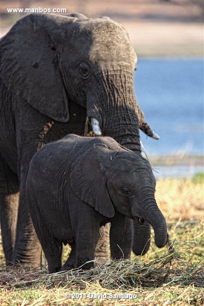 Botswana
Botswana Elefante  african Elephant  loxodonta Africana 
Botswana