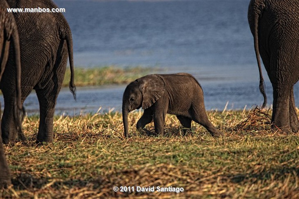 Botswana
Botswana Elefante  african Elephant  loxodonta Africana 
Botswana