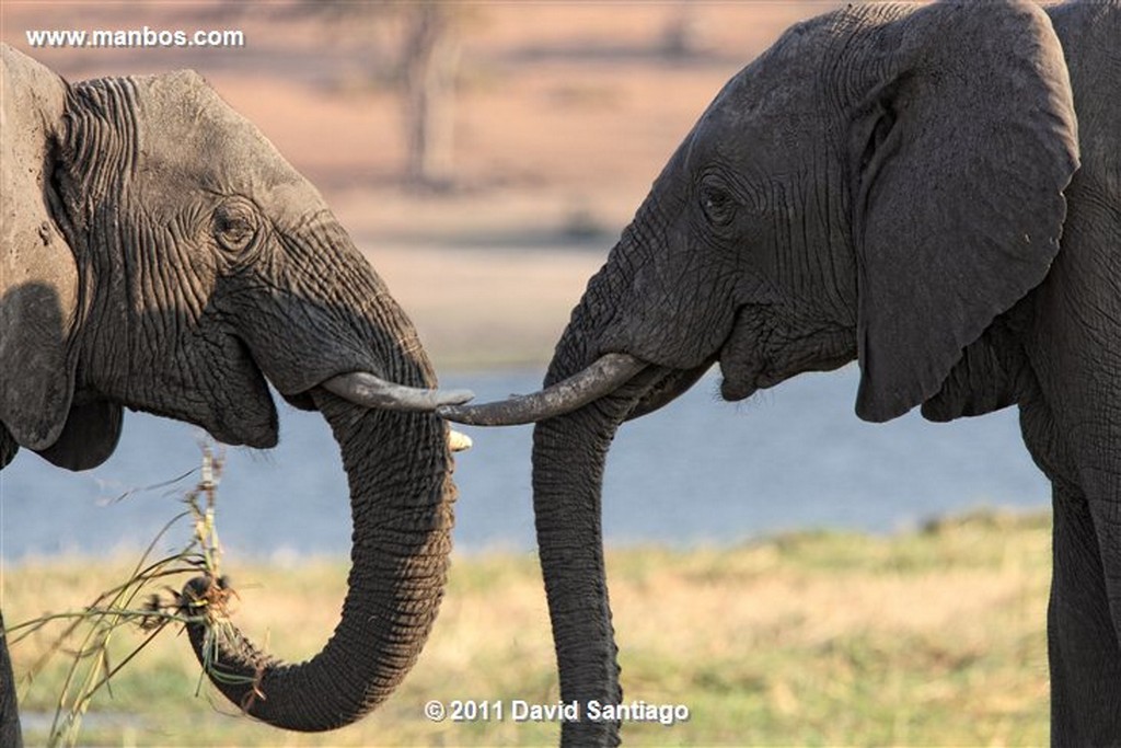 Botswana
Botswana Elefante  african Elephant  loxodonta Africana 
Botswana