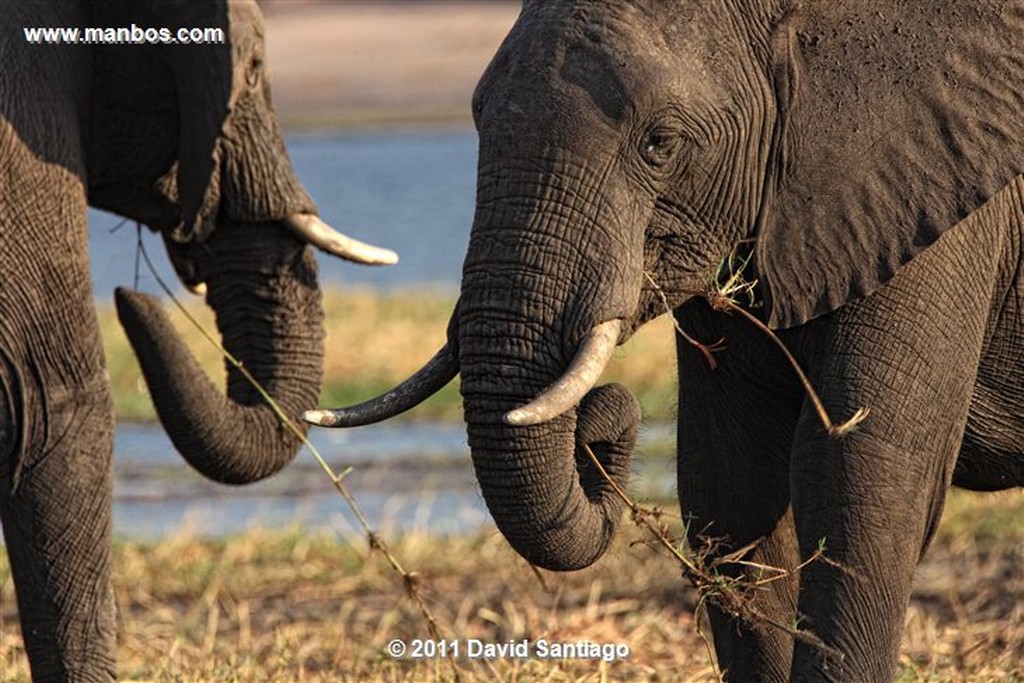 Botswana
Botswana Elefante  african Elephant  loxodonta Africana 
Botswana