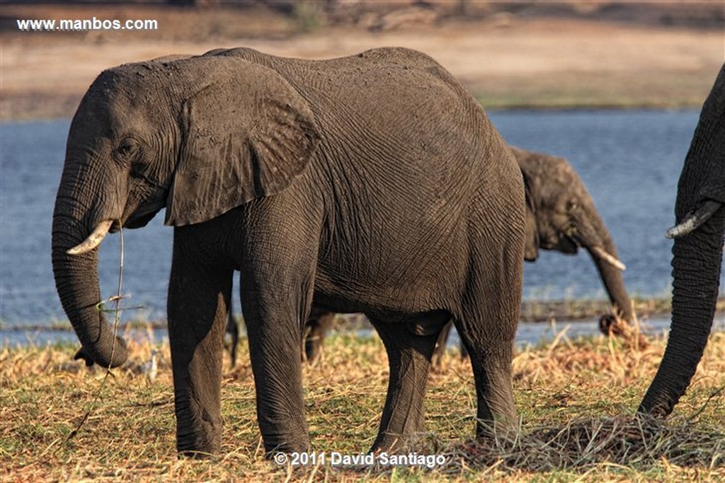 Botswana
Botswana Elefante  african Elephant  loxodonta Africana 
Botswana