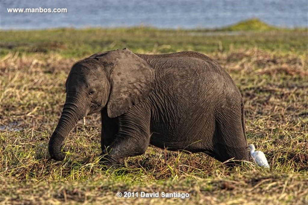 Botswana
Botswana Elefante  african Elephant  loxodonta Africana 
Botswana