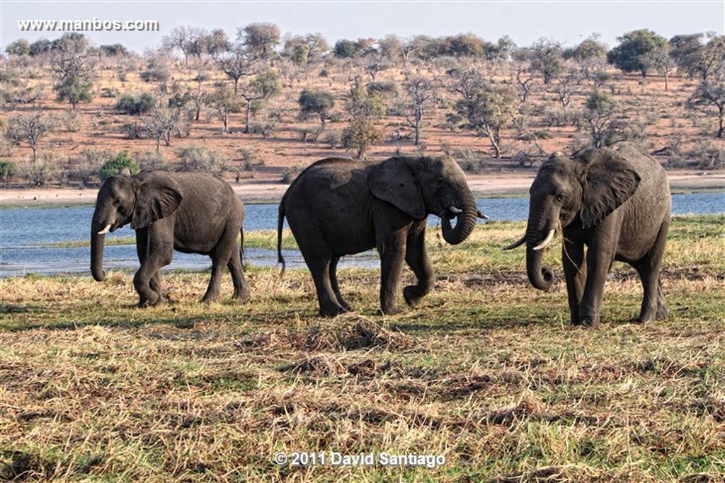 Botswana
Botswana Elefante  african Elephant  loxodonta Africana 
Botswana