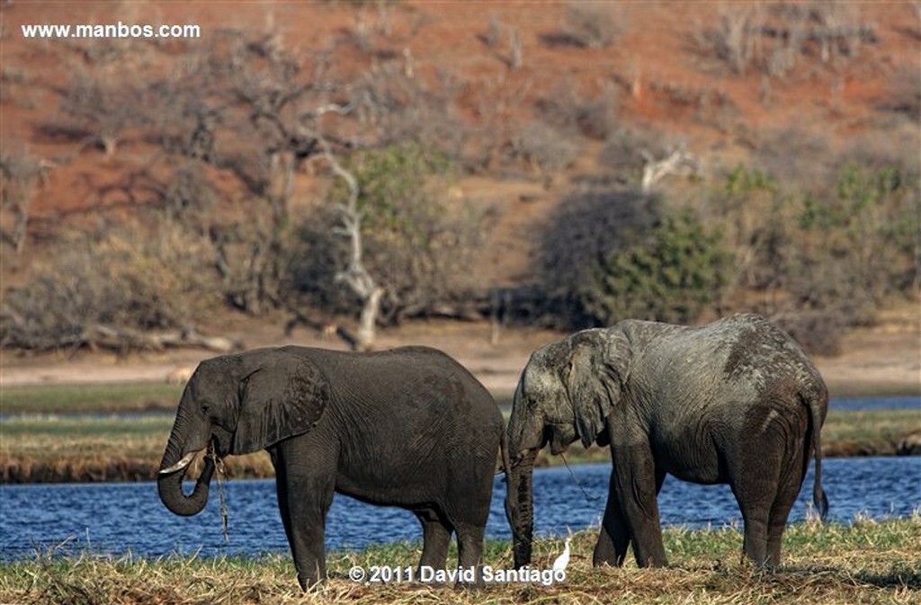 Botswana
Botswana Elefante  african Elephant  loxodonta Africana 
Botswana