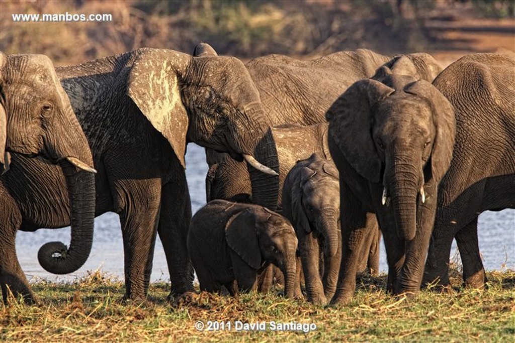 Botswana
Botswana Elefante  african Elephant  loxodonta Africana 
Botswana