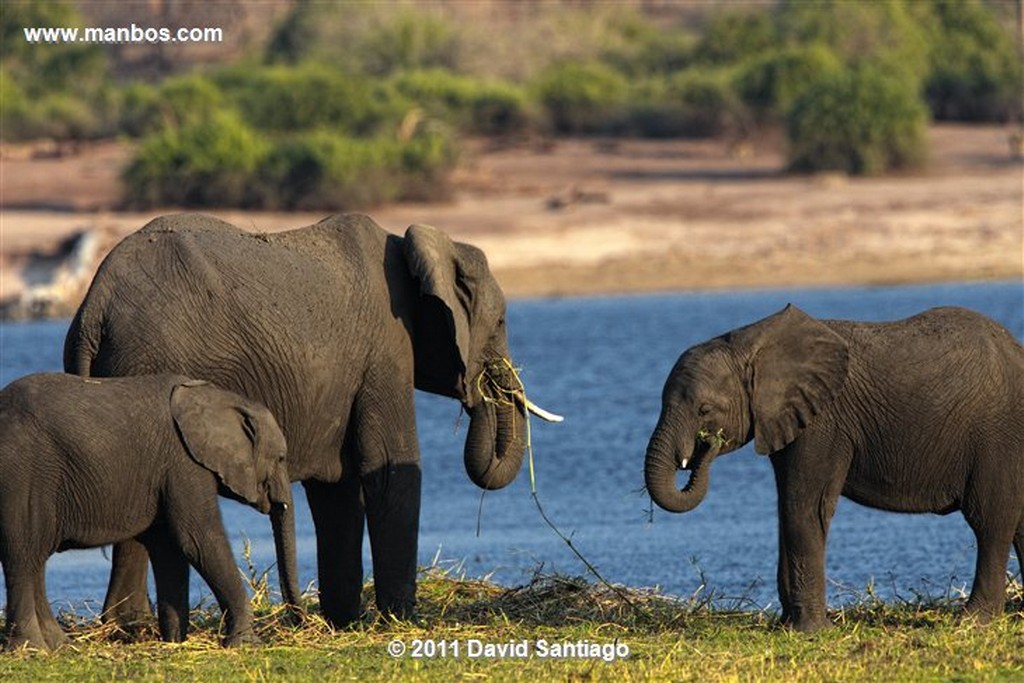 Botswana
Botswana Elefante  african Elephant  loxodonta Africana 
Botswana