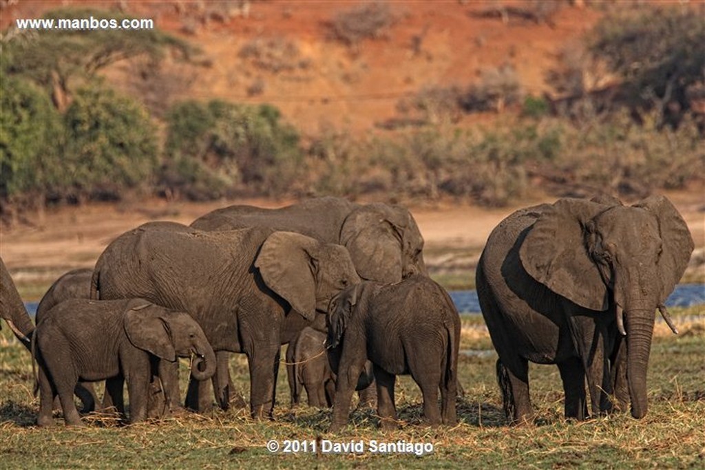 Botswana
Botswana Elefante  african Elephant  loxodonta Africana 
Botswana