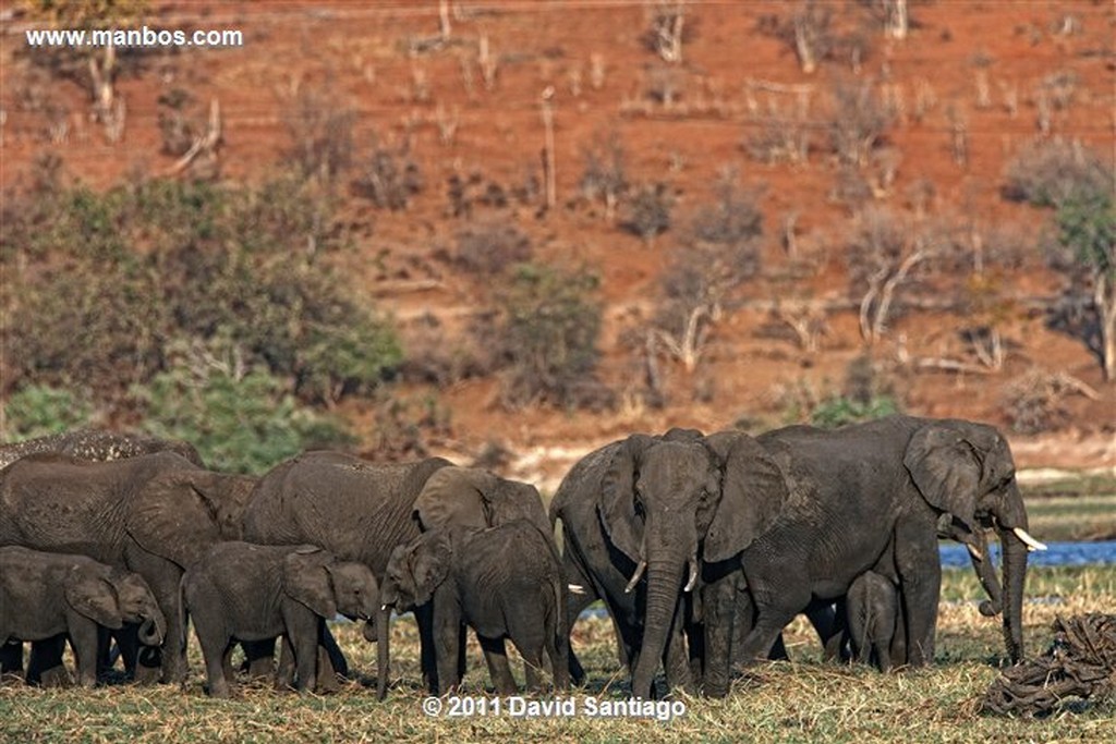 Botswana
Botswana Elefante  african Elephant  loxodonta Africana 
Botswana