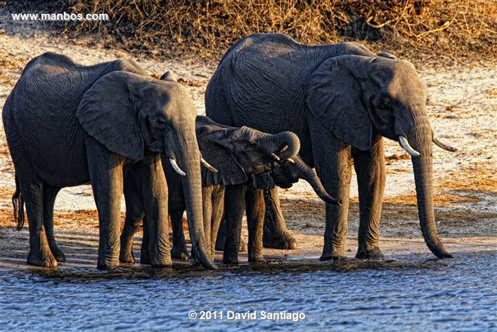 Botswana
Botswana Elefante  african Elephant  loxodonta Africana 
Botswana