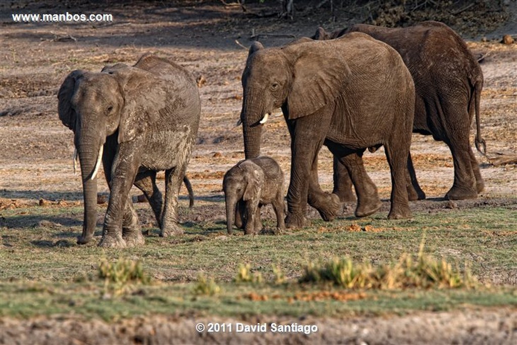 Botswana
Botswana Elefante  african Elephant  loxodonta Africana 
Botswana