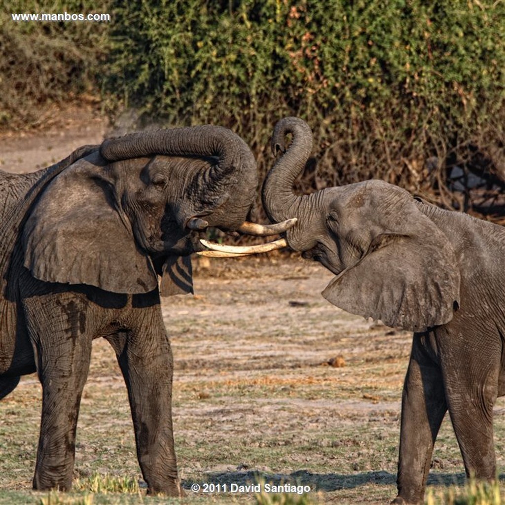 Botswana
Botswana Elefante  african Elephant  loxodonta Africana 
Botswana