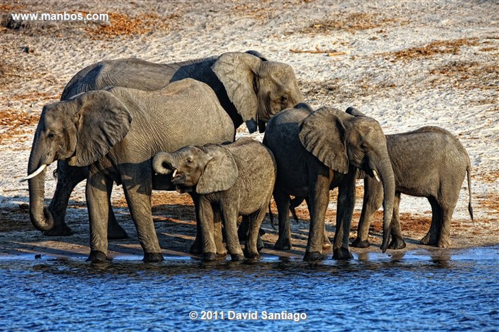 Botswana
Botswana Elefante  african Elephant  loxodonta Africana 
Botswana