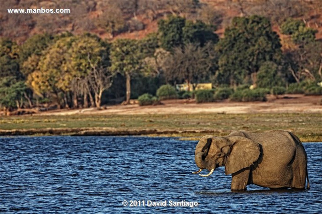 Botswana
Botswana Elefante  african Elephant  loxodonta Africana 
Botswana