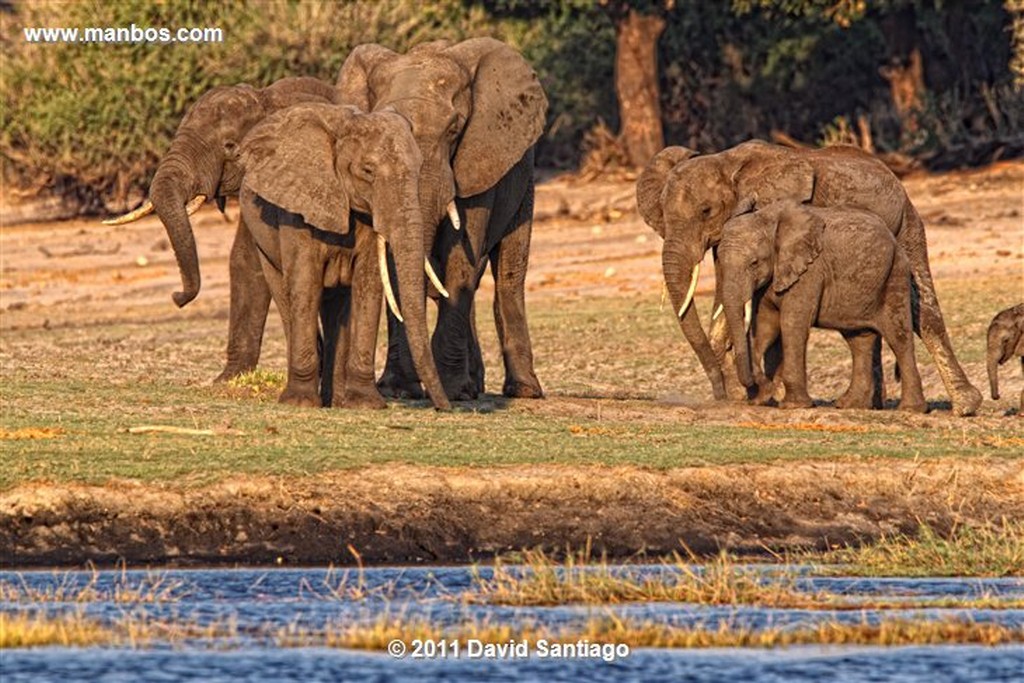 Botswana
Botswana Elefante  african Elephant  loxodonta Africana 
Botswana