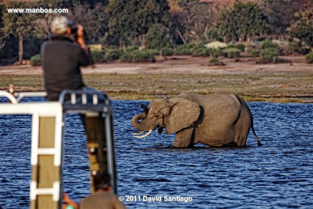 Botswana
Botswana Elefante  african Elephant  loxodonta Africana 
Botswana