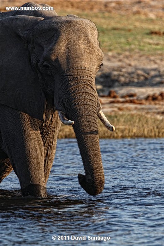 Botswana
Botswana Elefante  african Elephant  loxodonta Africana 
Botswana