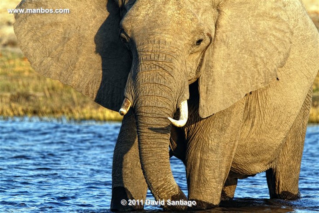 Botswana
Botswana Elefante  african Elephant  loxodonta Africana 
Botswana