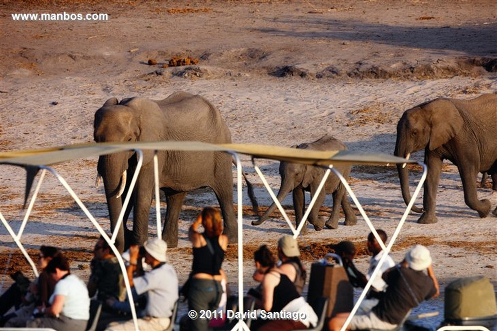 Botswana
Botswana Elefante  african Elephant  loxodonta Africana 
Botswana