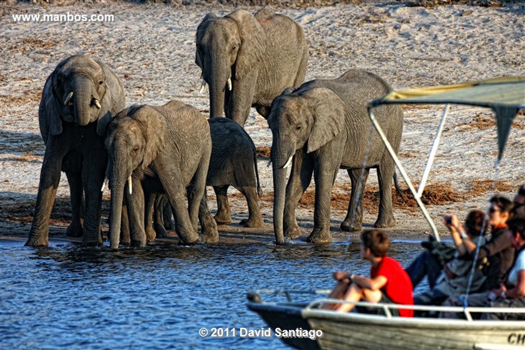 Botswana
Botswana Elefante  african Elephant  loxodonta Africana 
Botswana