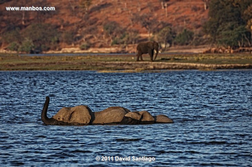 Botswana
Botswana Elefante  african Elephant  loxodonta Africana 
Botswana