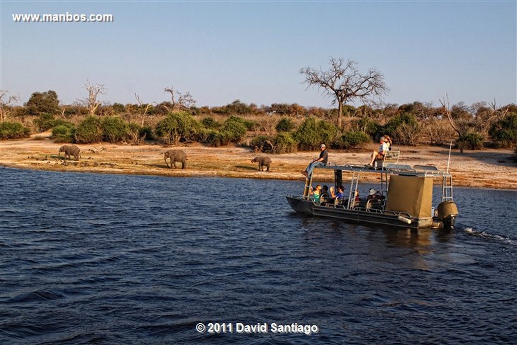 Botswana
Botswana Elefante  african Elephant  loxodonta Africana 
Botswana