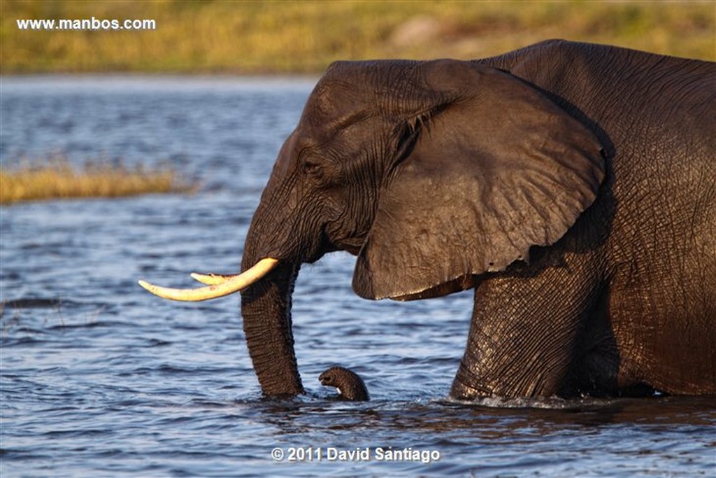 Botswana
Botswana Parque Nacional Chobe 
Botswana