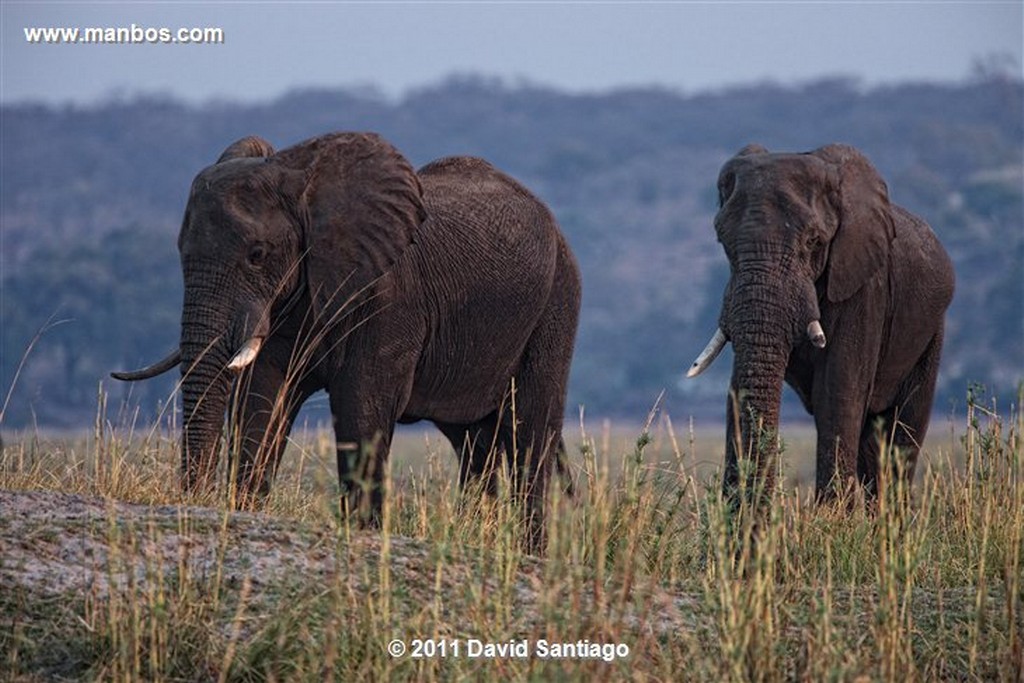 Botswana
Botswana Elefante  african Elephant  loxodonta Africana 
Botswana