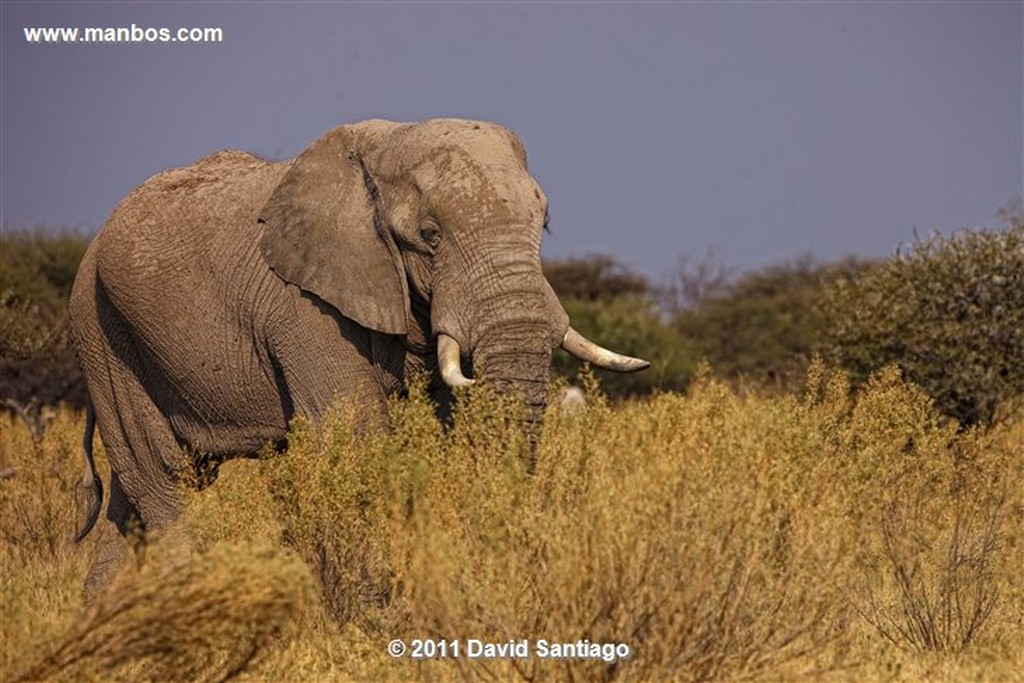 Botswana
Botswana Elefante  african Elephant  loxodonta Africana 
Botswana