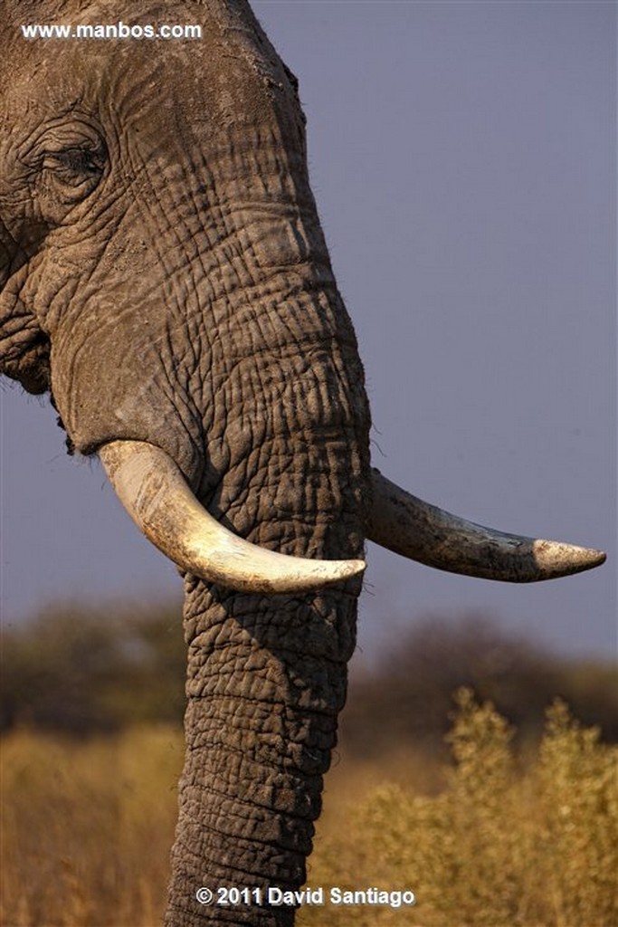 Botswana
Botswana Elefante  african Elephant  loxodonta Africana 
Botswana