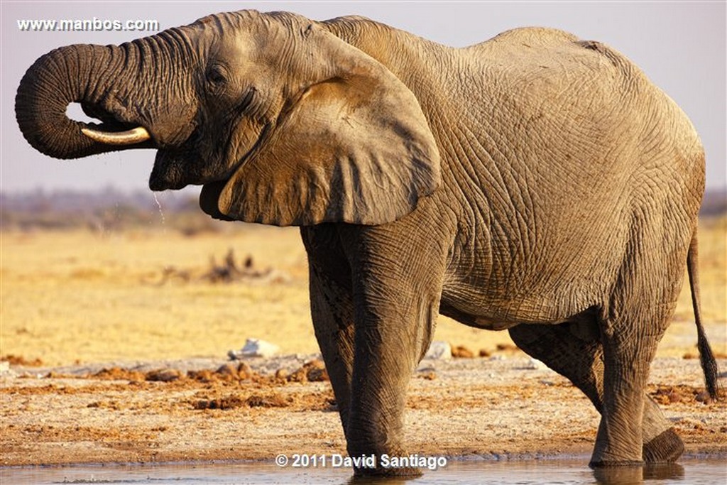 Botswana
Botswana Jirafa  giraffa Camelopardalis 
Botswana