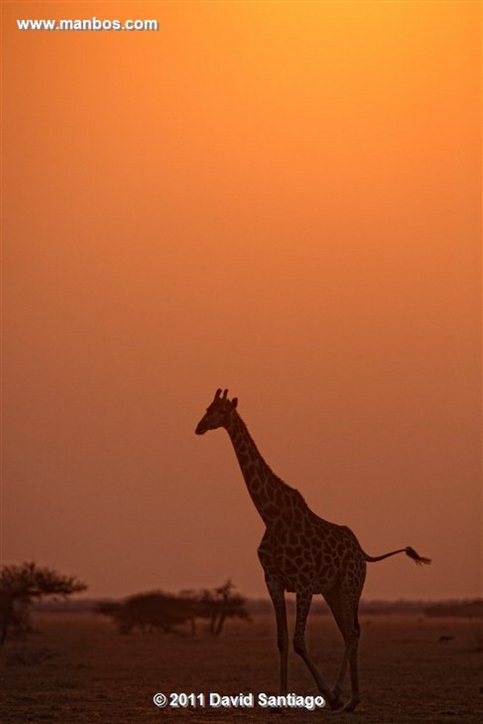 Botswana
Botswana Jirafa  giraffa Camelopardalis 
Botswana