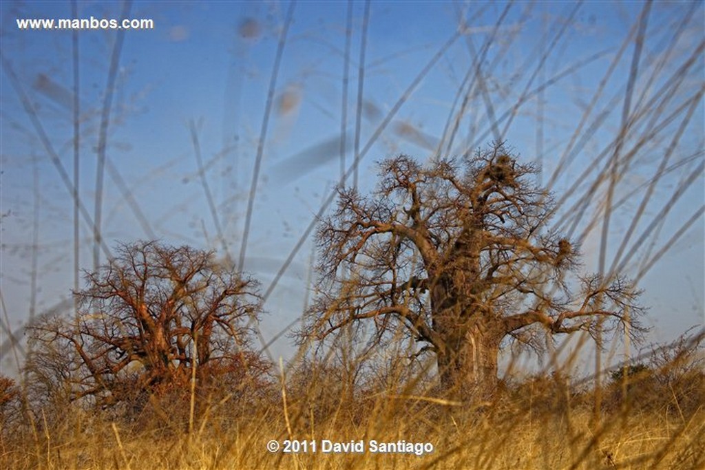 Botswana
Botswana Baoba 
Botswana