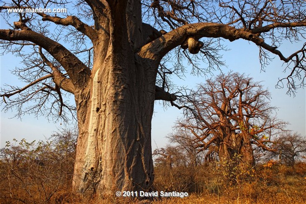 Botswana
Botswana Baoba 
Botswana