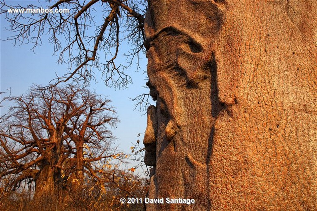 Botswana
Botswana Baoba 
Botswana