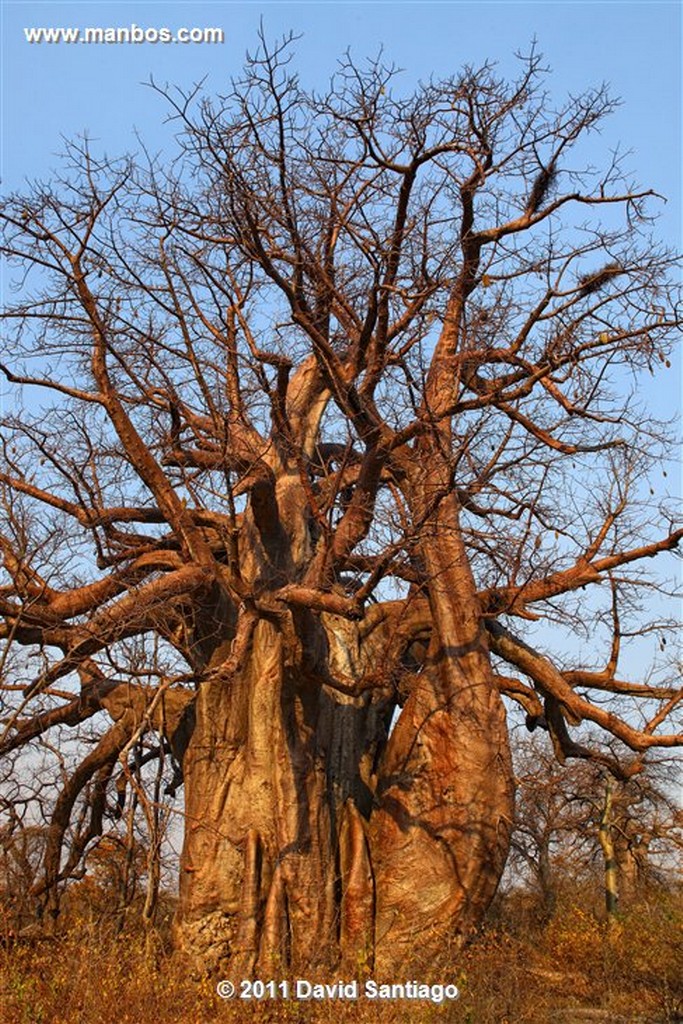 Botswana
Botswana Baoba 
Botswana