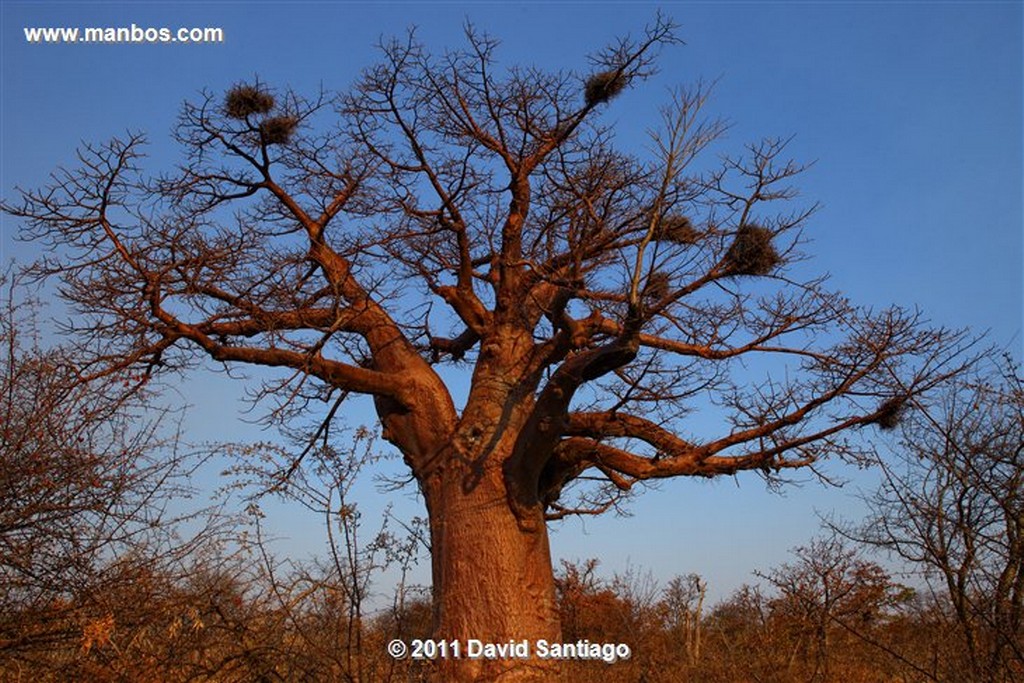 Botswana
Botswana Baoba 
Botswana